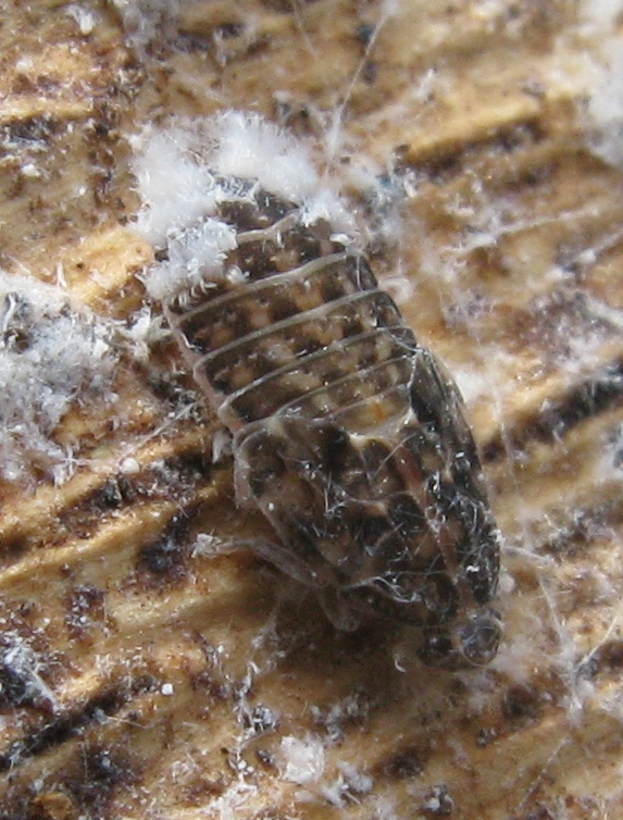 altre ninfe..Famiglia Achilidae, Cixidia sp. dalla Campania